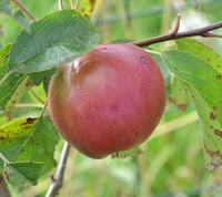 Burgundi æble